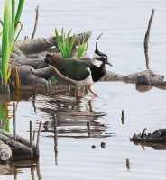 clive-meredith-lapwing