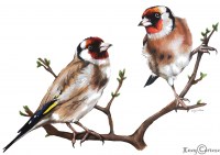 lucy-cortese---goldfinches