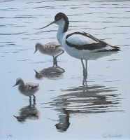 clive-meredith---avocet-and-chicks